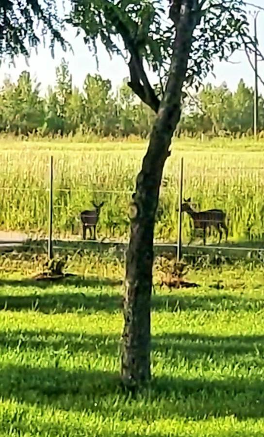 Le Cottage Nature Primeur Sauna Gaillac Entre Albi-Toulouse & Les Cottages Du Tarn Brens  Eksteriør billede